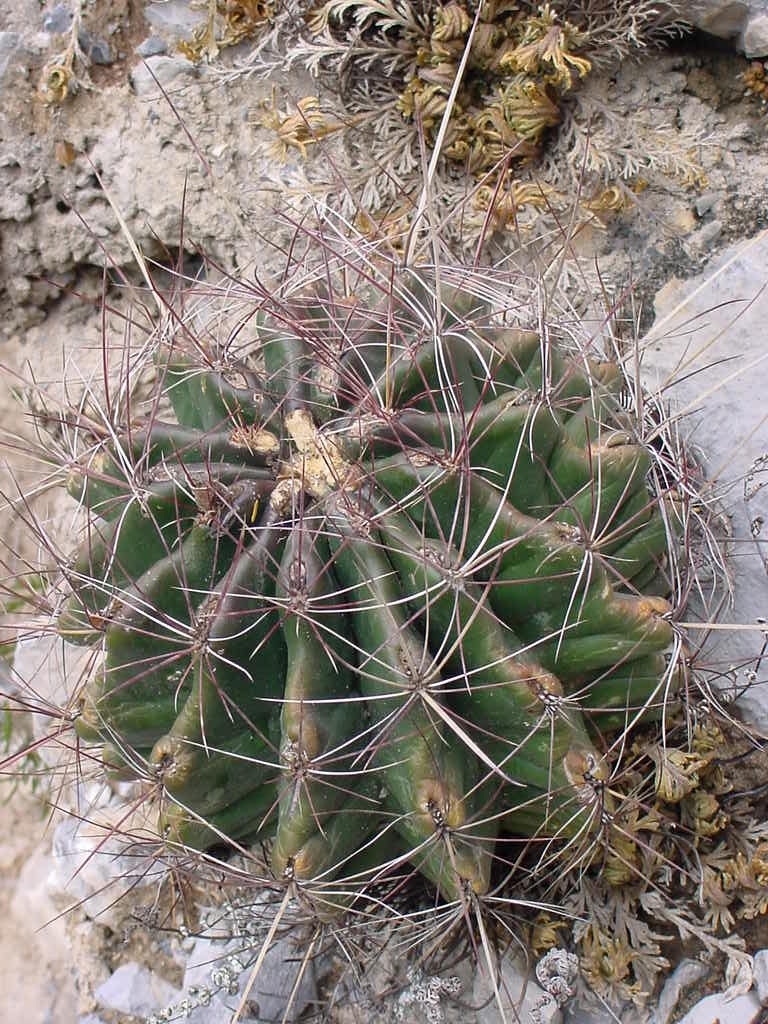 Hamatocactus hamatacanthus hamatacanthus from Rayones, Nuevo León on ...