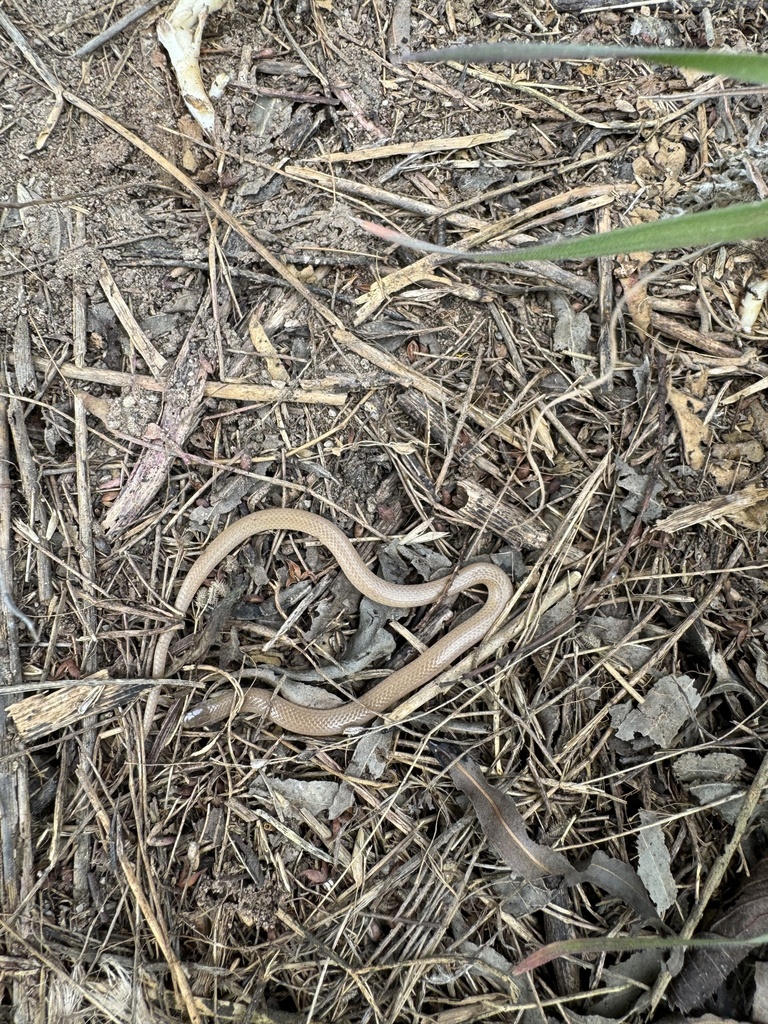 Flat-headed Snake in March 2024 by Justin Pittman · iNaturalist