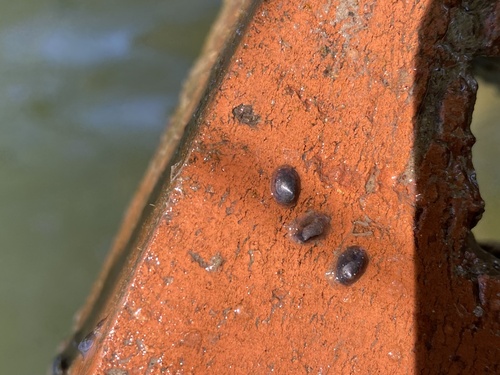 American lake limpet