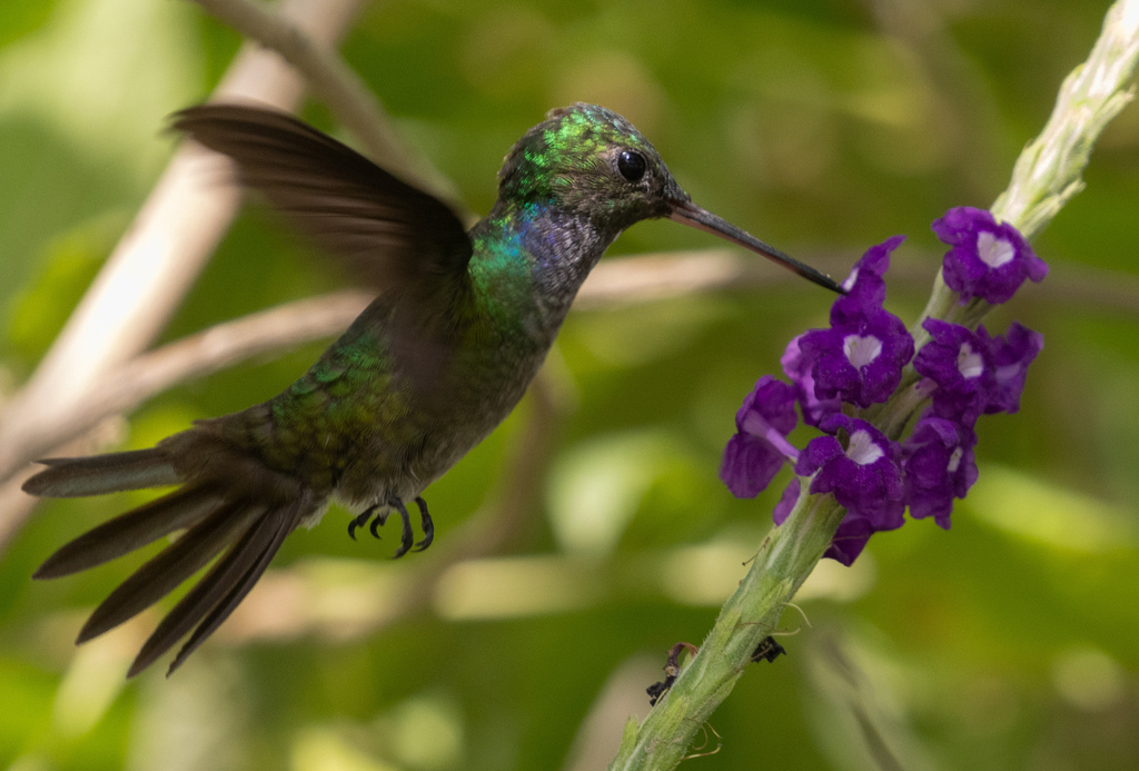 Charming Hummingbird photo