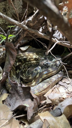 Australian Scrub Python sighting