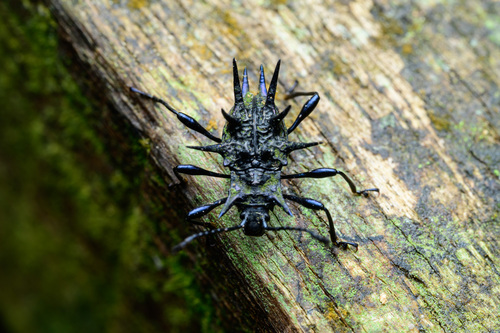 マオウトゲトゲテントウダマシ (Cacodaemon satanas) · iNaturalist