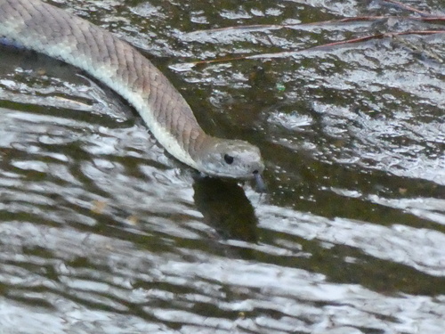 Tiger Snake sighting