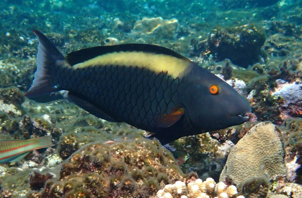 Bicolor Parrotfish