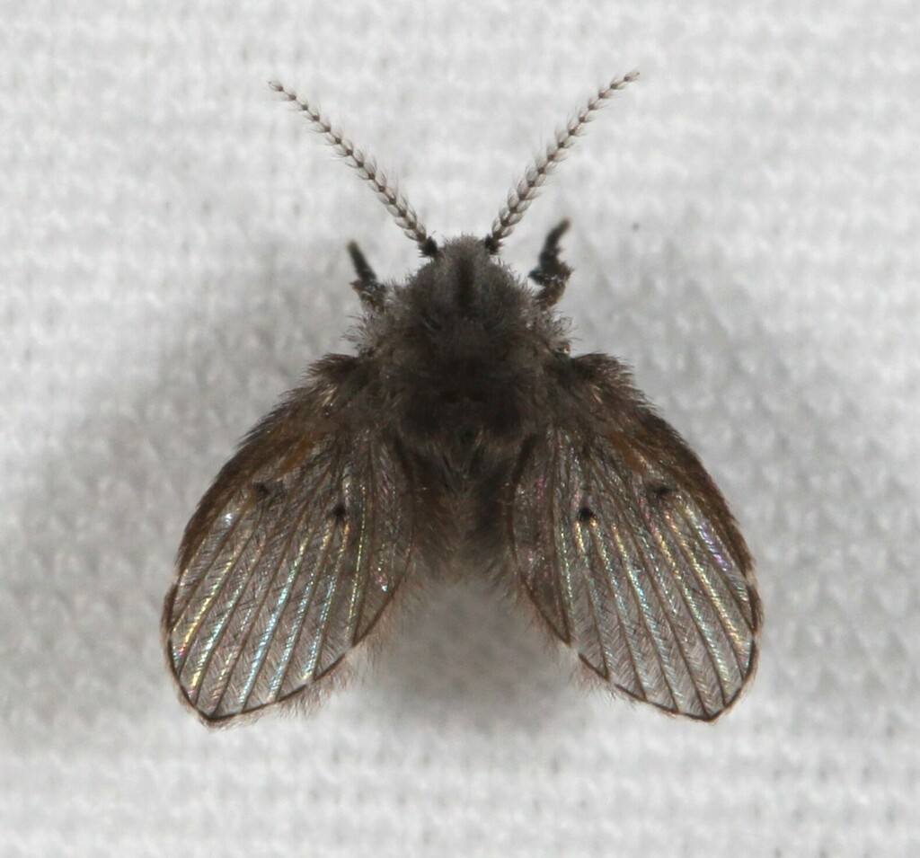 Bathroom Moth Fly in September 2023 by Dave Webb. Attracted to outdoor ...