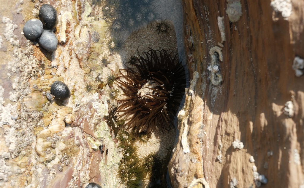 Snake Lock Breeding Green snakelock anemone from Merimbula Bay, Pambula Beach, NSW, AU on ...
