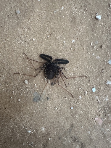 Common Whipspider