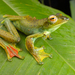 Malayan Flying Frog - Photo (c) Jono Dashper, all rights reserved, uploaded by Jono Dashper