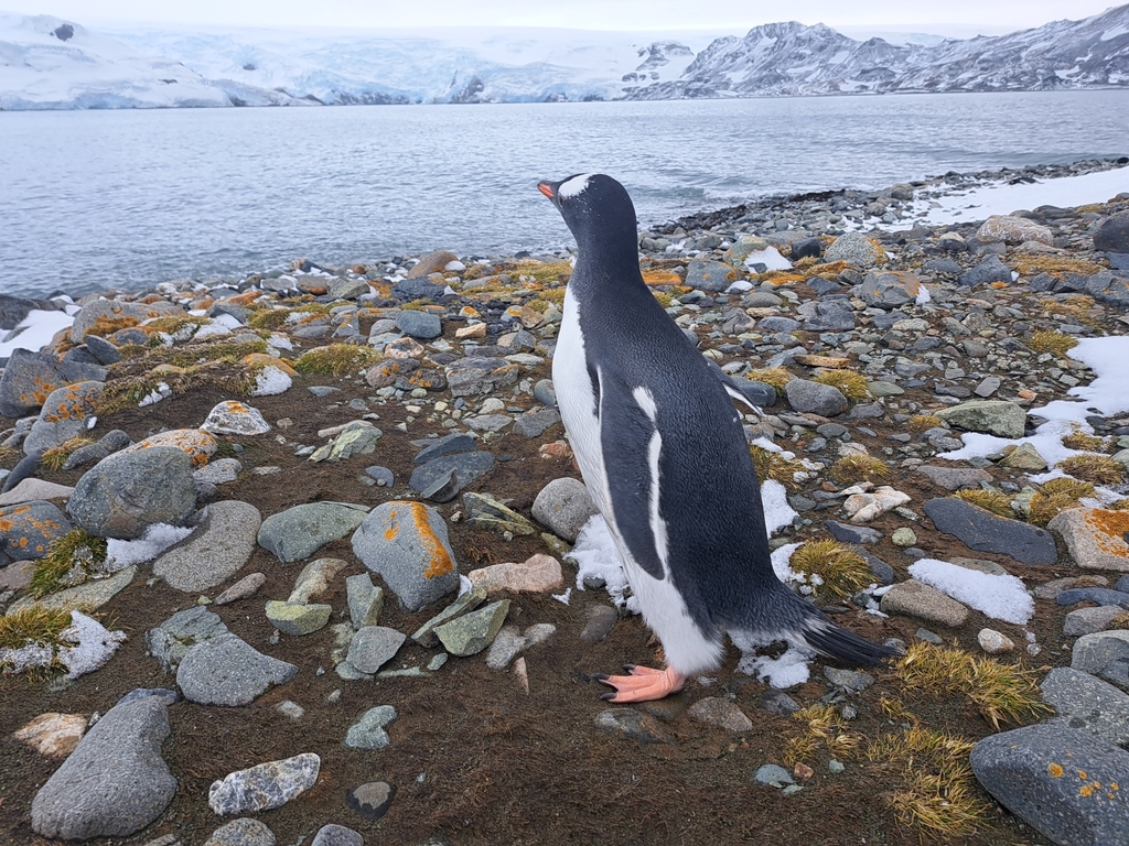 Gentoo Penguin from Antarctica on February 23, 2023 at 07:01 PM by ...