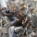 Chilean Toads - Photo (c) Fabrice Schmitt, all rights reserved, uploaded by Fabrice Schmitt