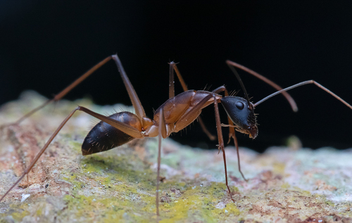 Camponotus simoniCamponotus simoni