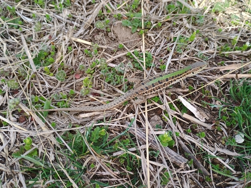 Balkan Wall Lizard