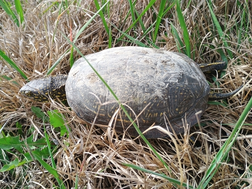 European Pond Turtle