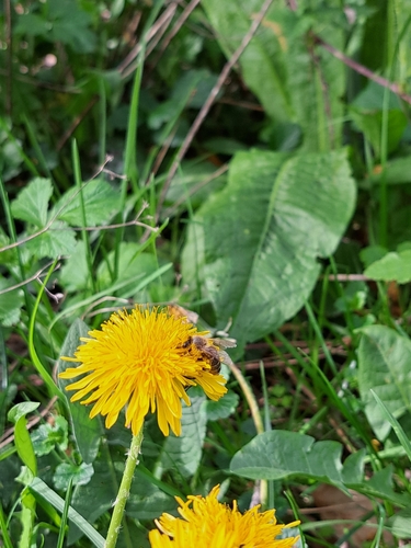 Western Honey Bee
