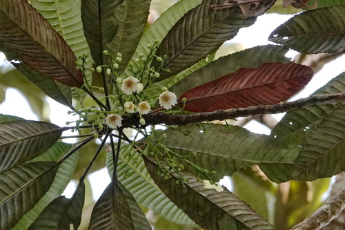 Elaeocarpus speciosus