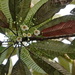 Elaeocarpus speciosus - Photo 由 Benoît Henry 所上傳的 (c) Benoît Henry，保留所有權利