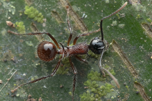 Polyrhachis graciliorPolyrhachis gracilior
