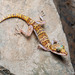 Saraburi Bent-toed Gecko - Photo (c) Natthaphat Chotjuckdikul, all rights reserved, uploaded by Natthaphat Chotjuckdikul