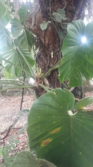 Image of Philodendron pterotum