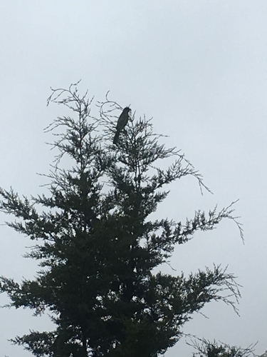 iNaturalist observation photo of California Scrub-Jay