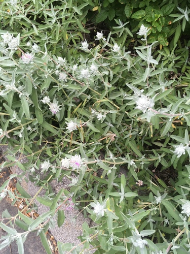 iNaturalist observation photo of purple sage