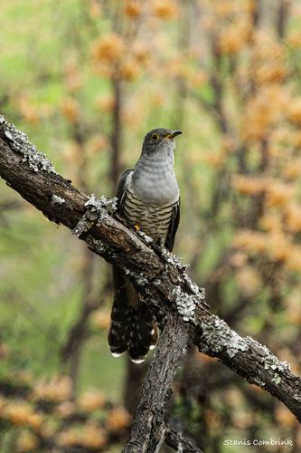 Madagascar Cuckoo