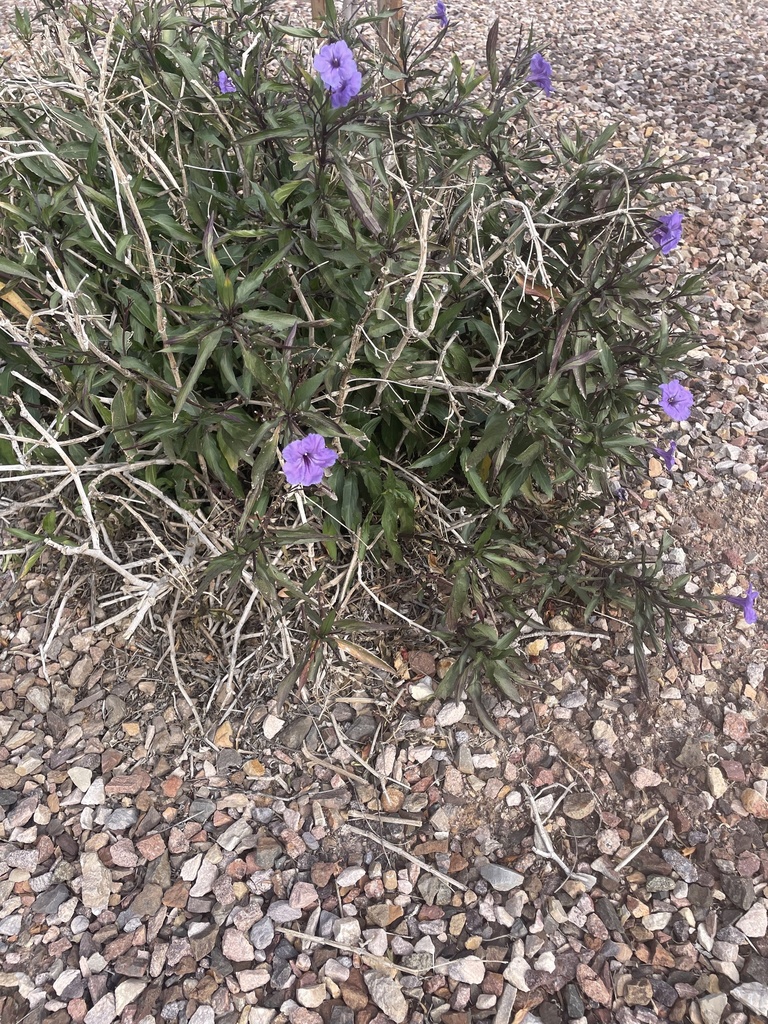 violet ruellia from N Tamarisk St, Chandler, AZ, US on March 14, 2024 ...