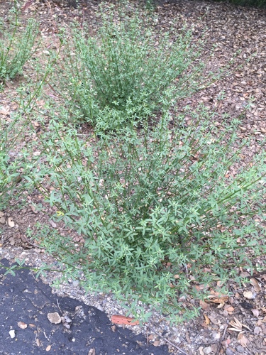 iNaturalist observation photo of deerweed