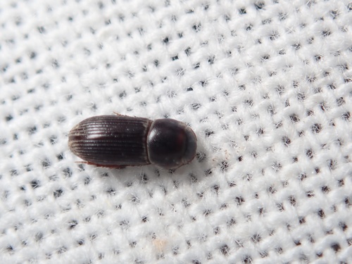 Ataenius peregrinator