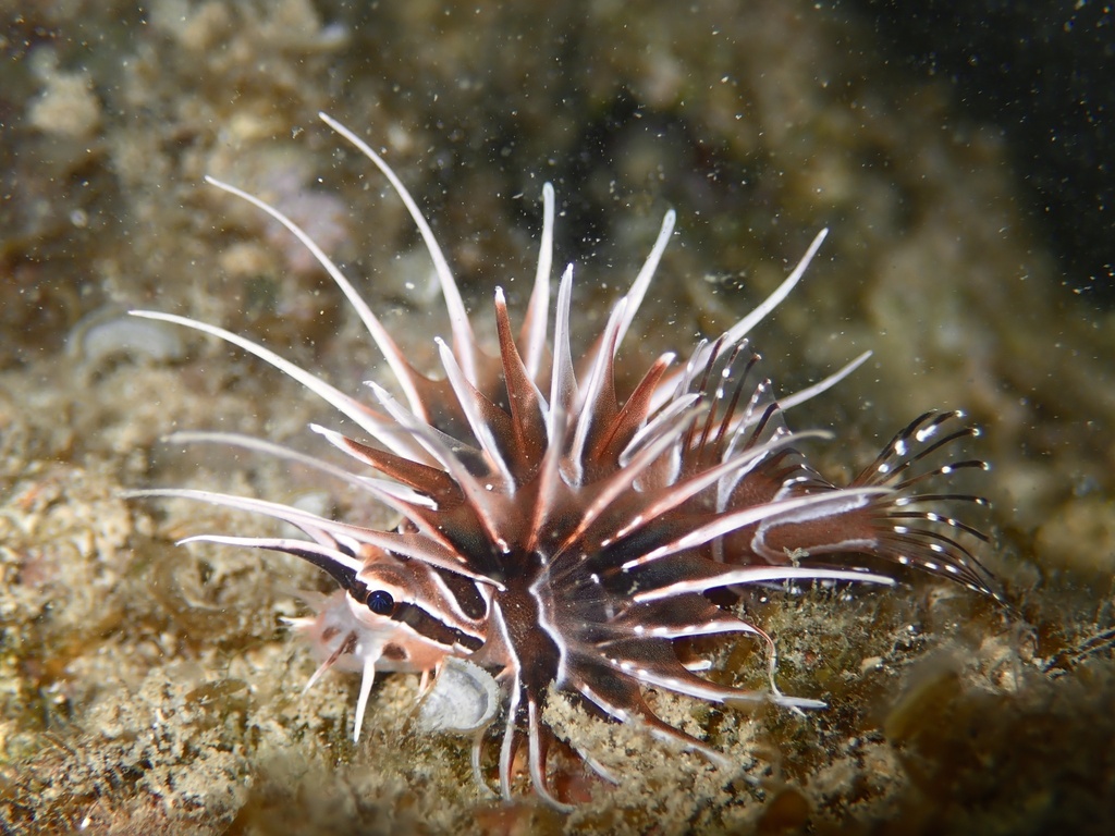 Clearfin Lionfish