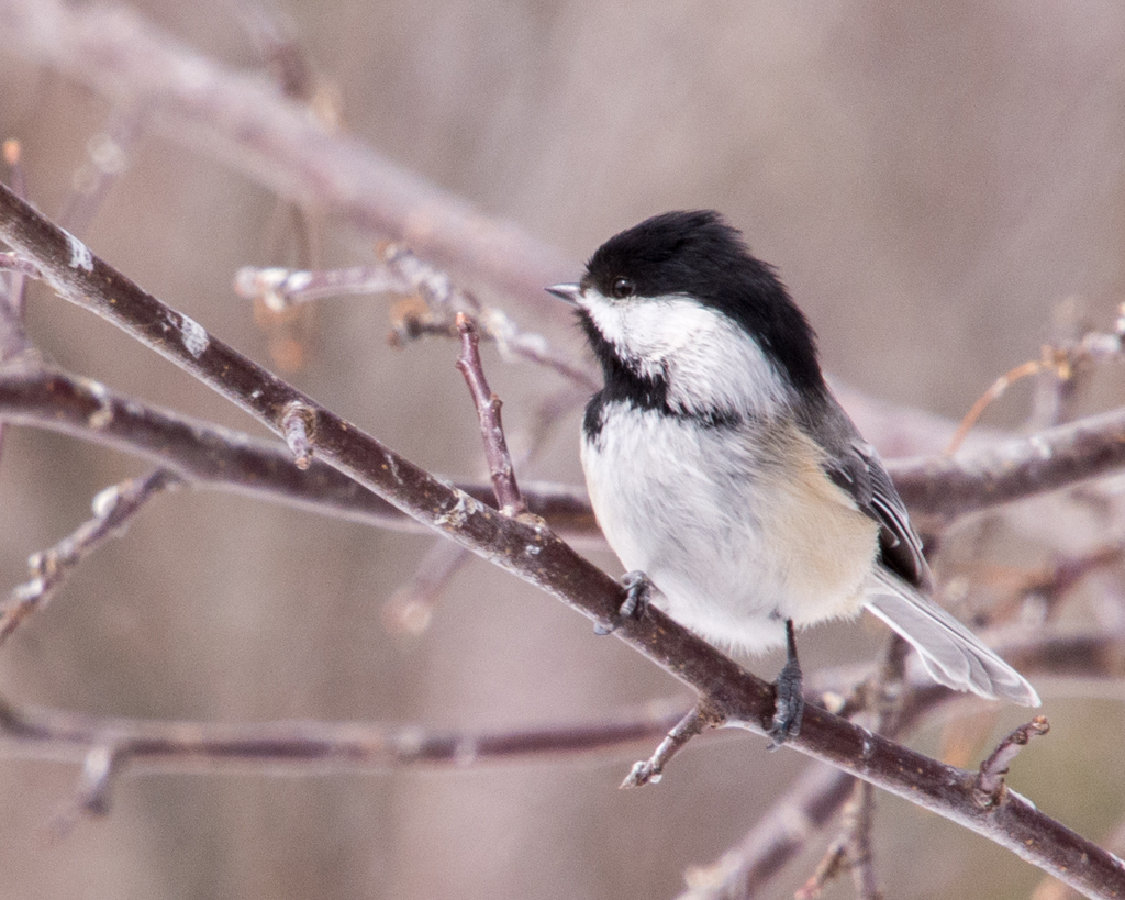 Black-capped Chickadee From 191 Fish Hatchery Road Dorion,thunder Bay 