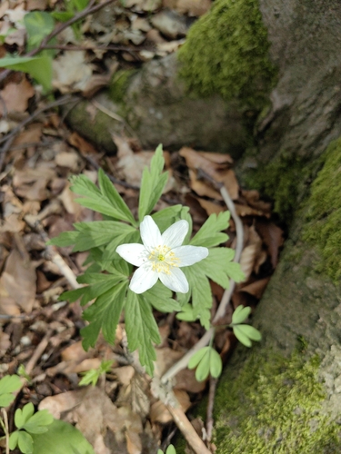 wood anemone