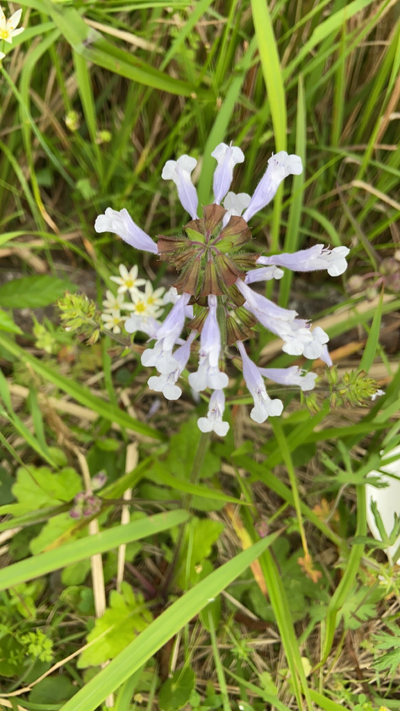 lyreleaf sage from Dauphin Island on April 1, 2024 at 02:51 PM by Kathy ...