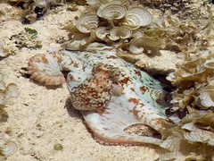 Image of Octopus briareus