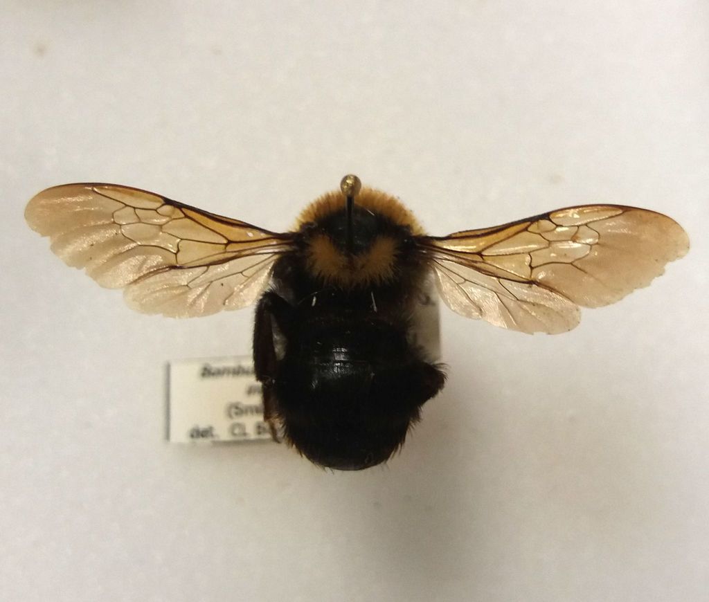 Indiscriminate Cuckoo Bumble Bee (Bumble bees of Bandelier National ...