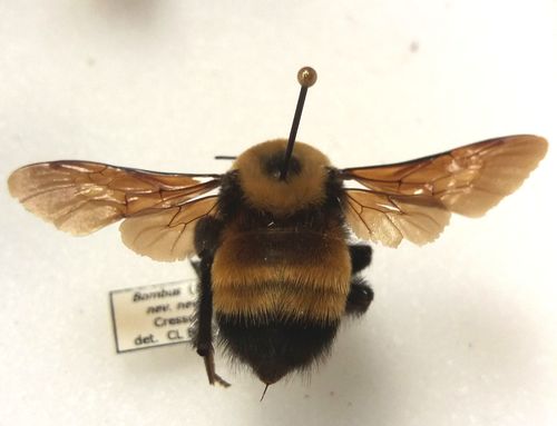 Nevada Bumble Bee (Bumble bees of Bandelier National Monument ...