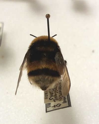 Western Bumblebee (Bumble bees of Bandelier National Monument ...