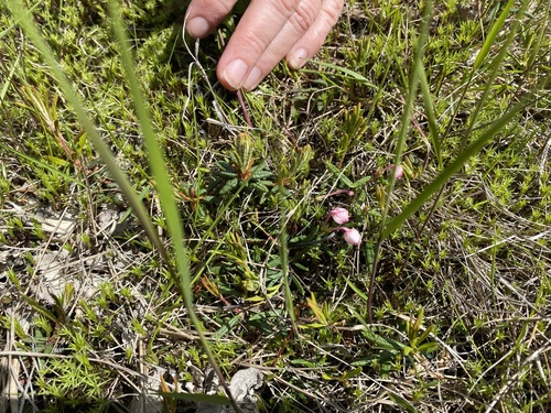 Wild Rosemary