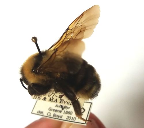 Suckley's Cuckoo Bumble Bee (Bumble bees of Bandelier National Monument ...