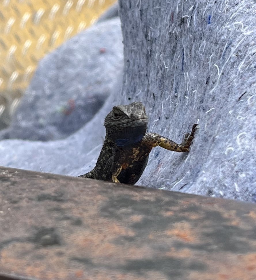 western-fence-lizard-from-scottsdale-civic-center-park-scottsdale-az