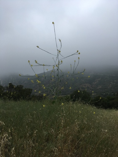 iNaturalist observation photo of Shortpod Mustard