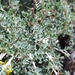 Astragalus stocksii - Photo (c) Ahmad HB, todos los derechos reservados, subido por Ahmad HB