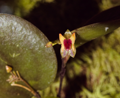 Lepanthes turialvae image