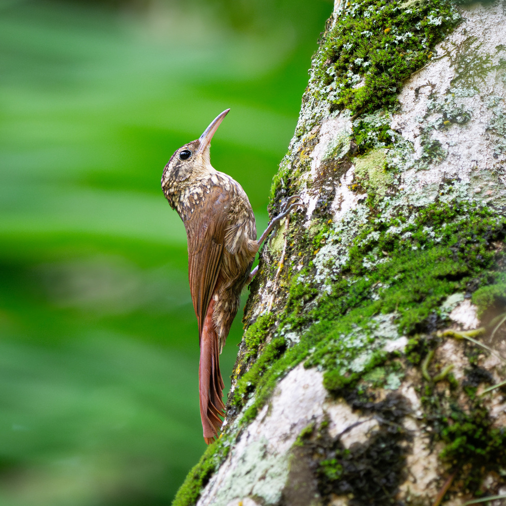 Lesser Woodcreeper (Xiphorhynchus fuscus) · iNaturalist
