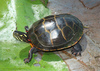 Eastern Painted Turtle - Photo (c) Jake Scott, all rights reserved, uploaded by Jake Scott