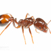 Hybrid Imported Fire Ant - Photo (c) J.P. Lawrence, all rights reserved