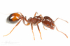 Hybrid Imported Fire Ant - Photo (c) J.P. Lawrence, all rights reserved