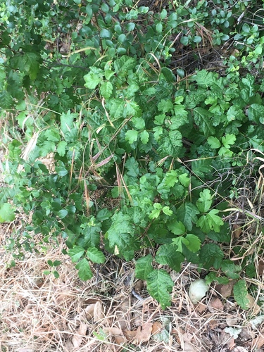 iNaturalist observation photo of Pacific poison oak