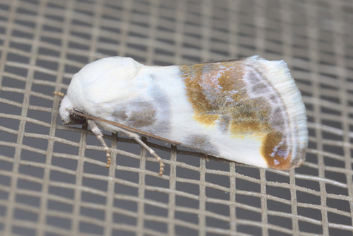 iNaturalist observation photo of Chalky Bird Dropping Moth