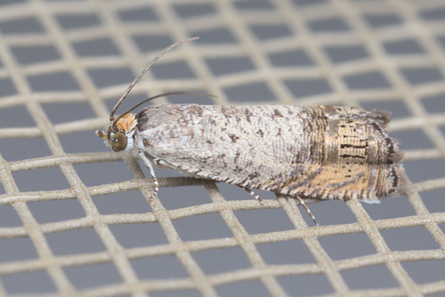 iNaturalist observation photo of Twelve-lined Ofatulena
